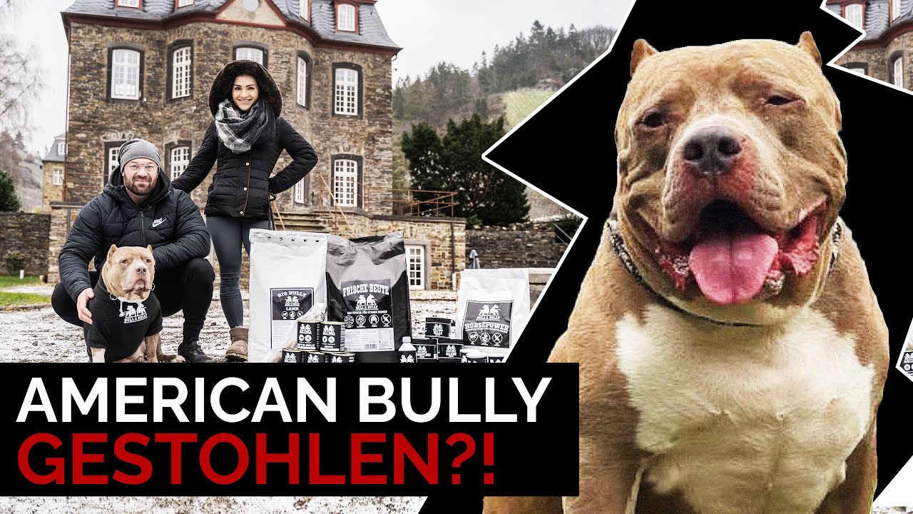 AMERICAN BULLY - ein gefährlicher Kampfhund!? Rasseinfo deutsch, Erfahrungen, Vorurteile & Erziehung