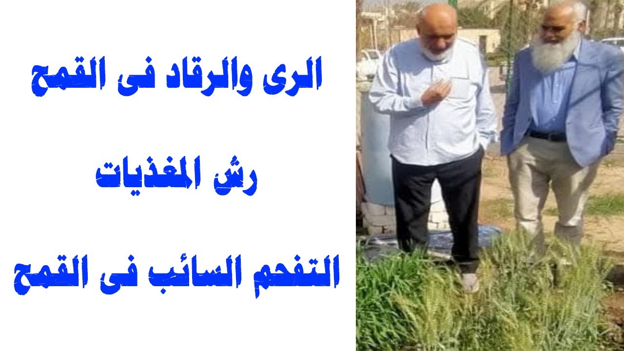الرى والرقاد في القمح | رش المغذيات | التفحم السائب في القمح