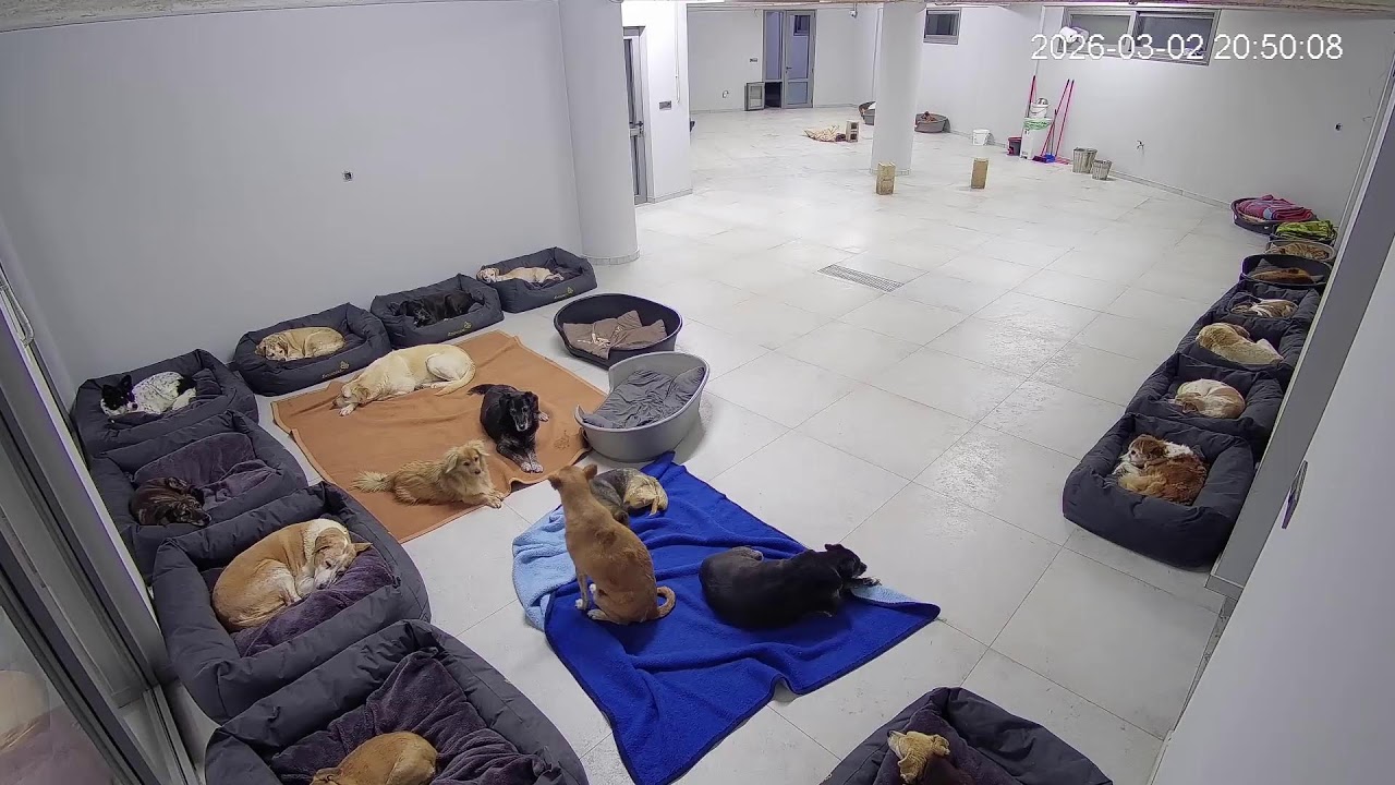 Live from the shelter ! - Takis Shelter