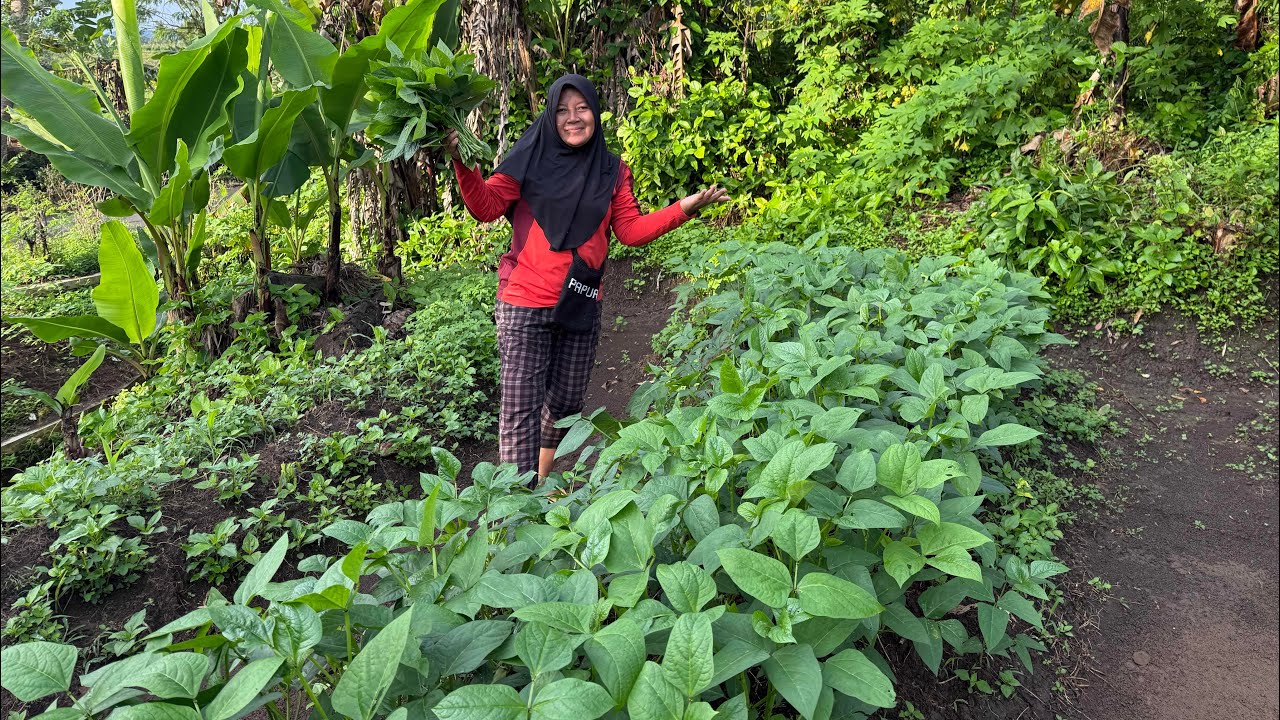 Panen Lembayung Bersama Adek Irfan Di Sawah