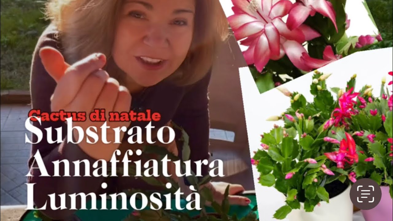 Cactus di natale ❤️i segreti per avere fiori anni dopo anni