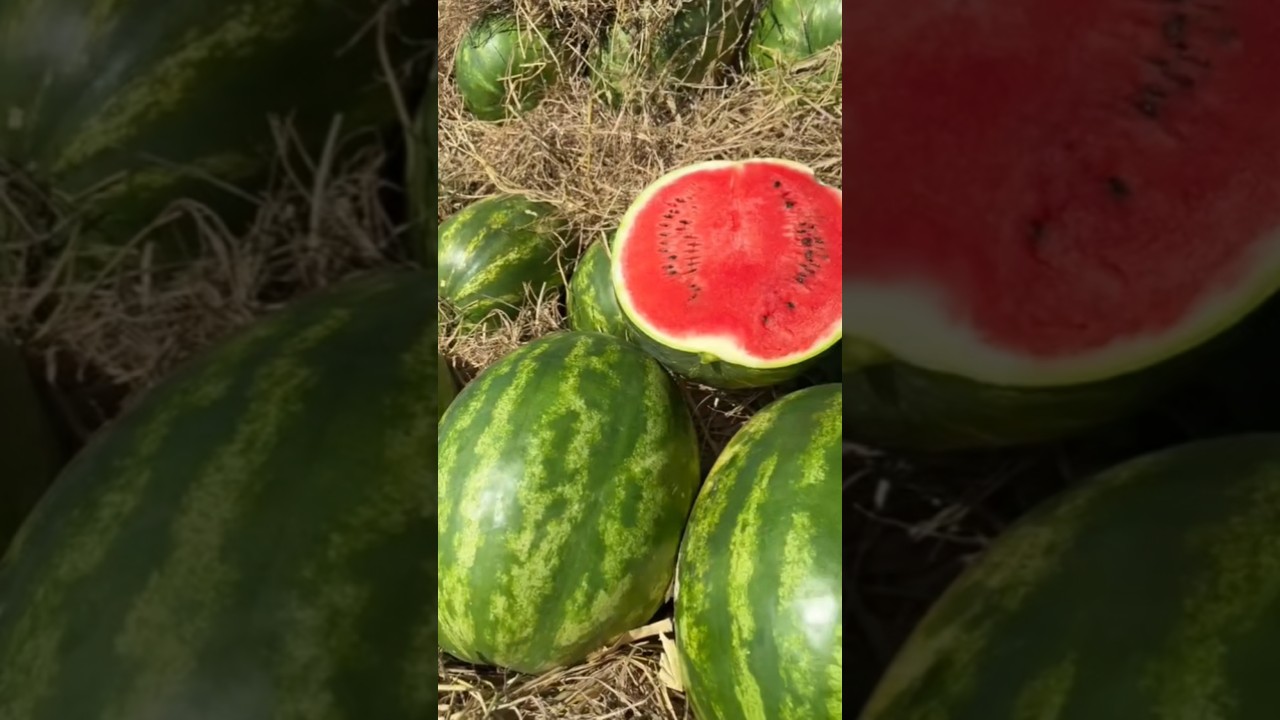 Арбуз Конго 🔪🍉💪🏻 +79128475201 WA/TG