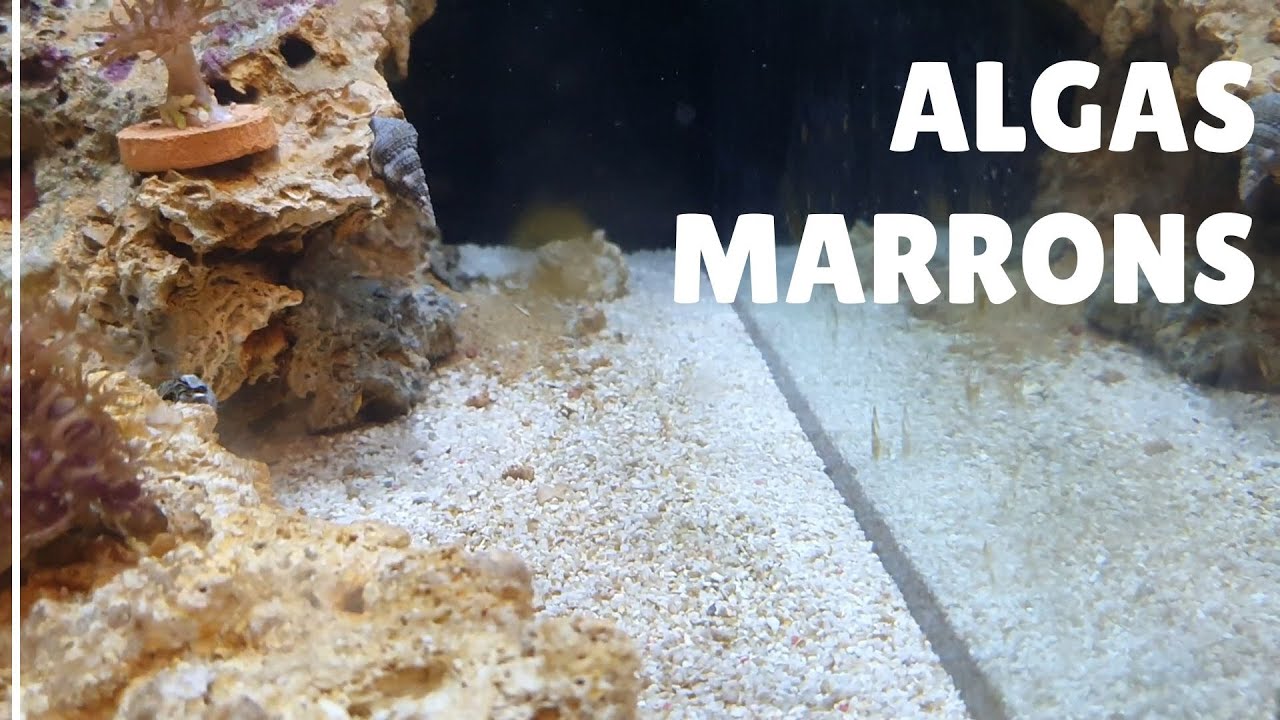 Surto de Algas Marrons no Aquário Marinho