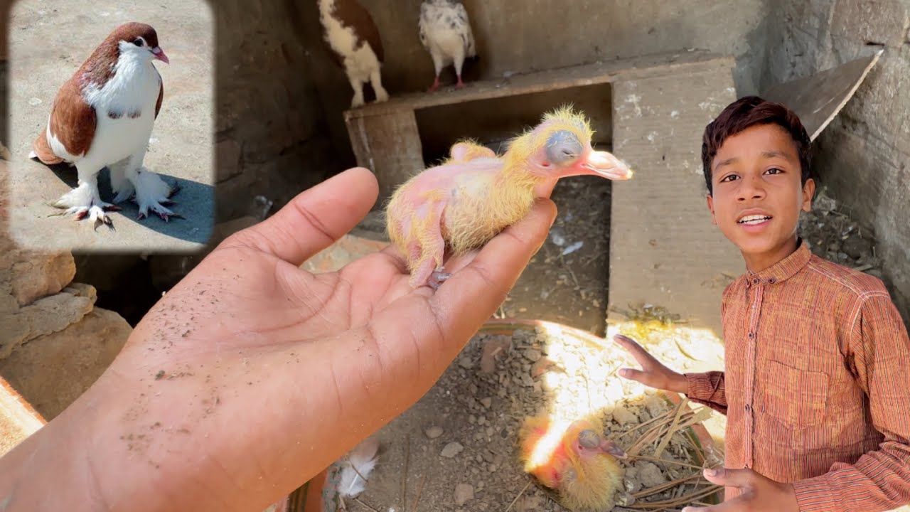 Наконец-то 😍 Ширази голубь к детенышу в стиле Аа 😍