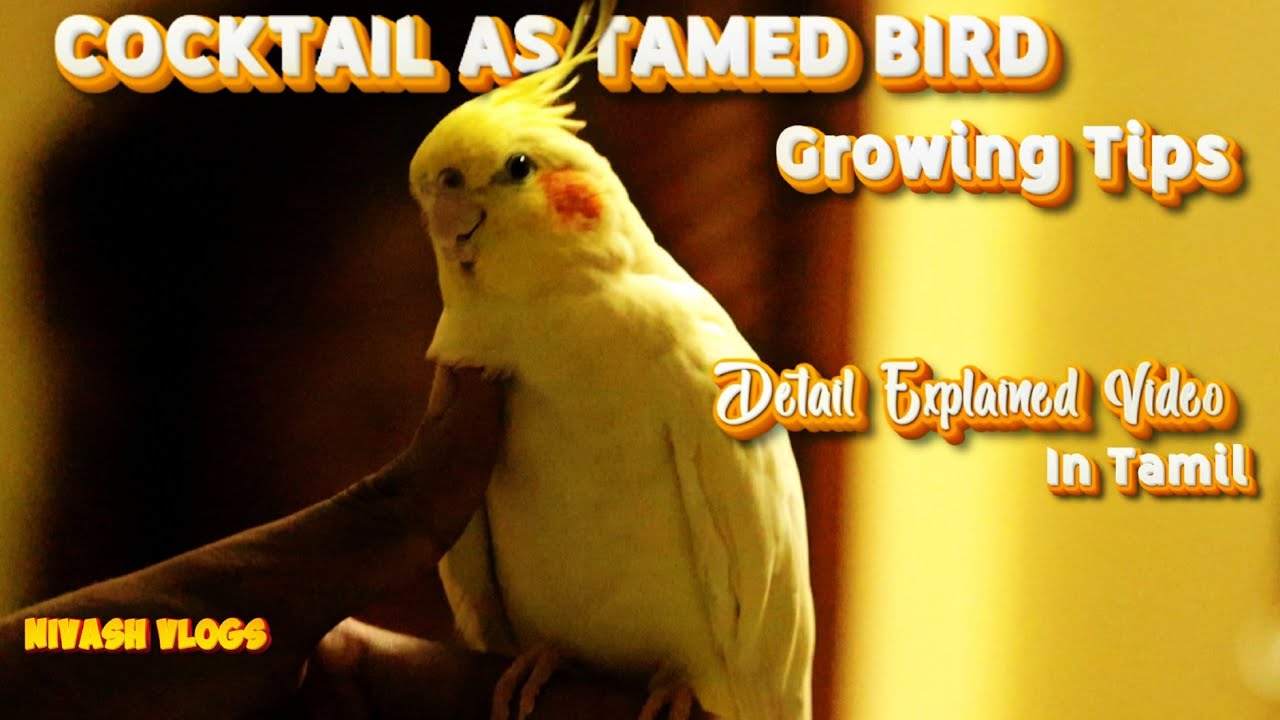 Cocktail Tamed Birdsஆக வளர்க்கும் முறை - Detail Explained Video In Tamil | NIVASH VLOGS