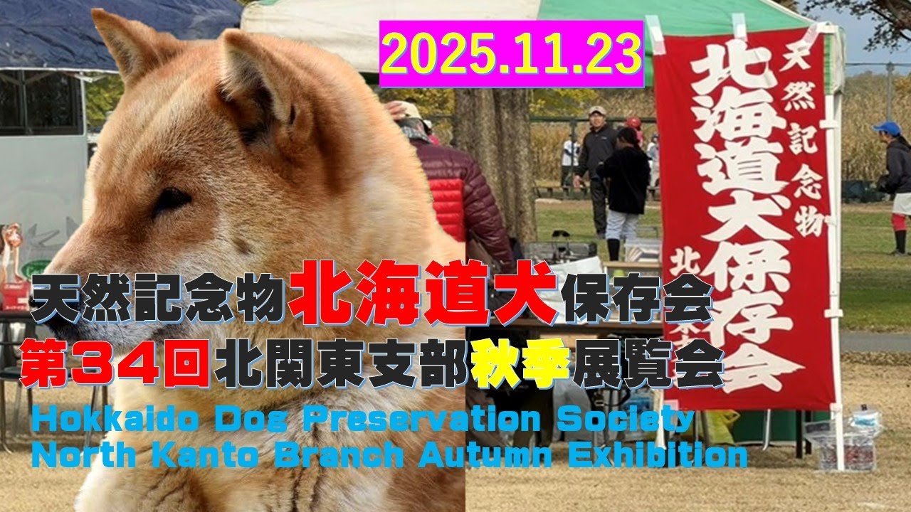 天然記念物北海道犬保存会第34回北関東支部秋季展覧会【Samurai dog TV】