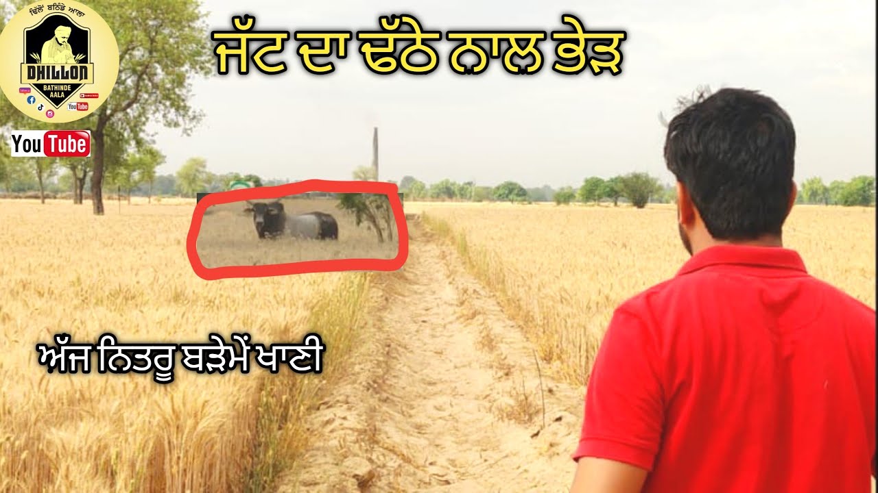 ਜੱਟ ਦਾ ਢੱਠੇ ਨਾਲ ਭੇੜ।।Mandeep Dhillon.. Dhillon Bathinde Aala..