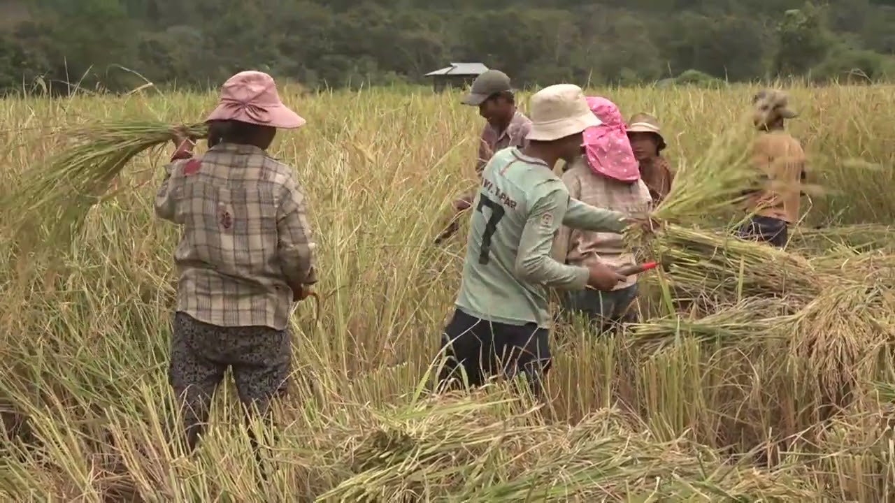 Hriphi Hlamphei nel Facang tuan lio (2025)