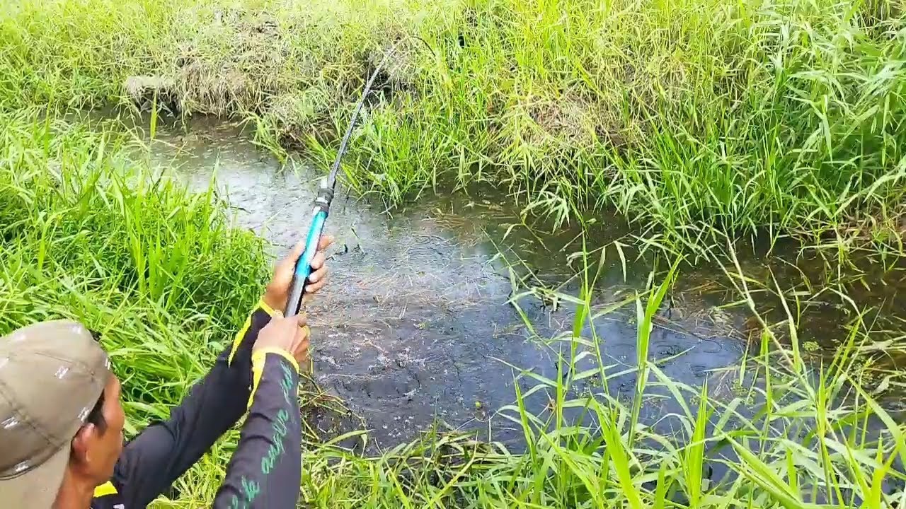 Mujur banget nasip ku dapat spot mancing yang penghuninya jekpot semua