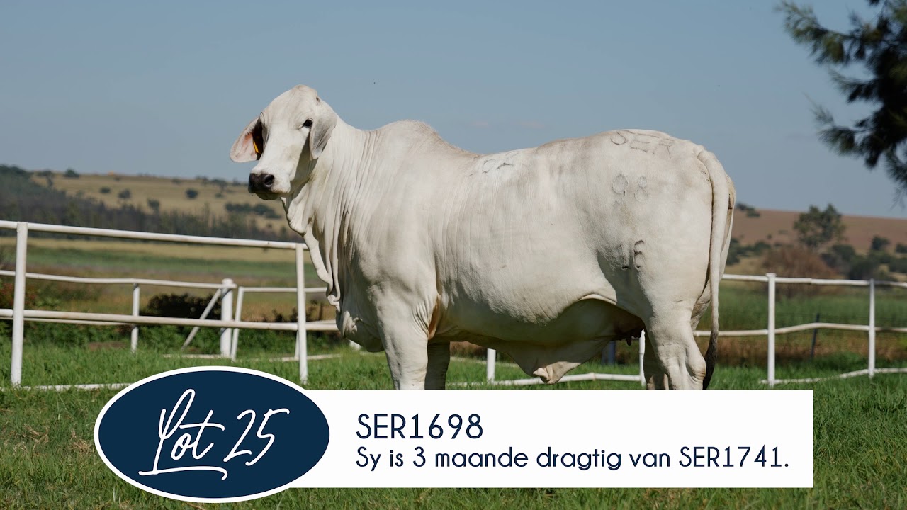 Serfbred Brahmans Production Auction