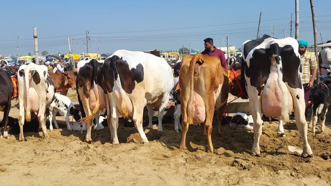 8 March 2025 खन्ना की मंडी में बिकने के लिये आयी टॉप क्लास गाये Khanna Pashu mandi