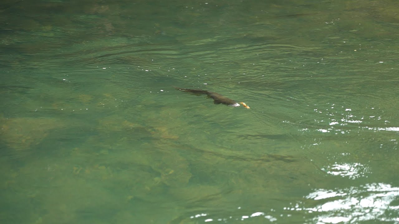 How to rig a streamer in fly fishing