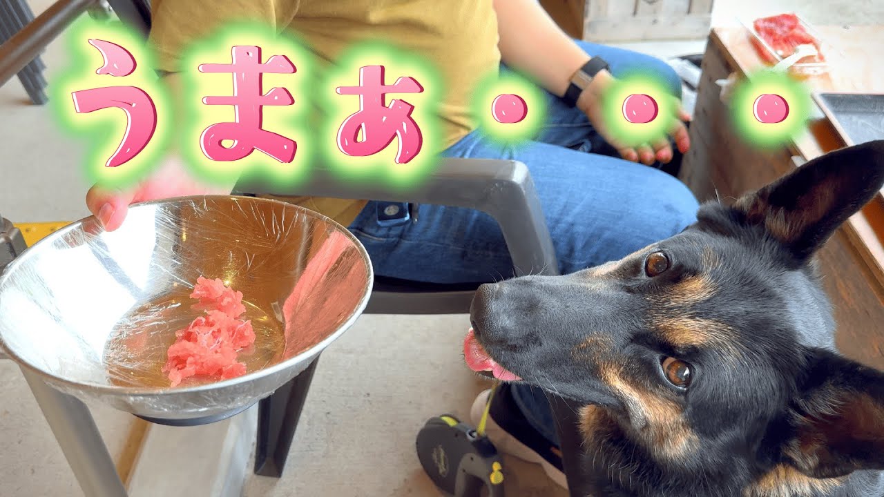 日本一のマグロの町に行ったら、愛犬の食べっぷりも日本一でしたｗ【ジャーマンシェパード】
