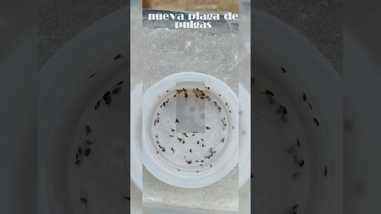 plaga de pulgas aumento en mascotas lo van matando..