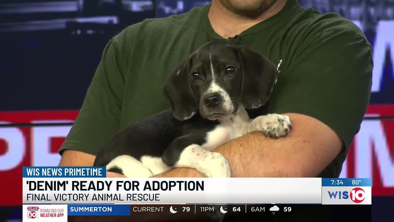 Primetime Pups: Meet Denim!