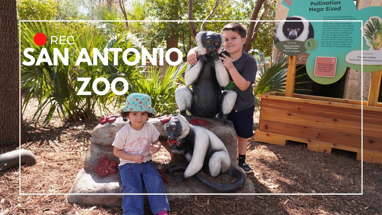 CONGO FALLS AT THE SAN ANTONIO ZOO!