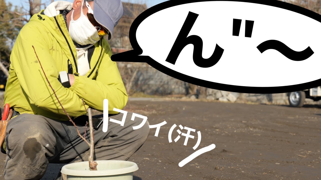 【過去イチのダメ出し】コンテナ果樹の桃の木を、プロに剪定してもらった。-剪定１年目-