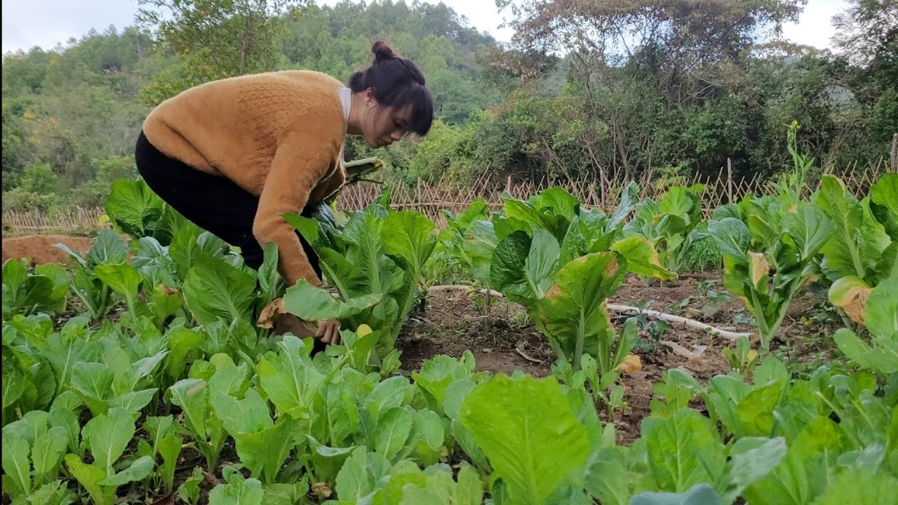 Pick vegetables for fish, newly hatched chicks, cook. Live with nature.