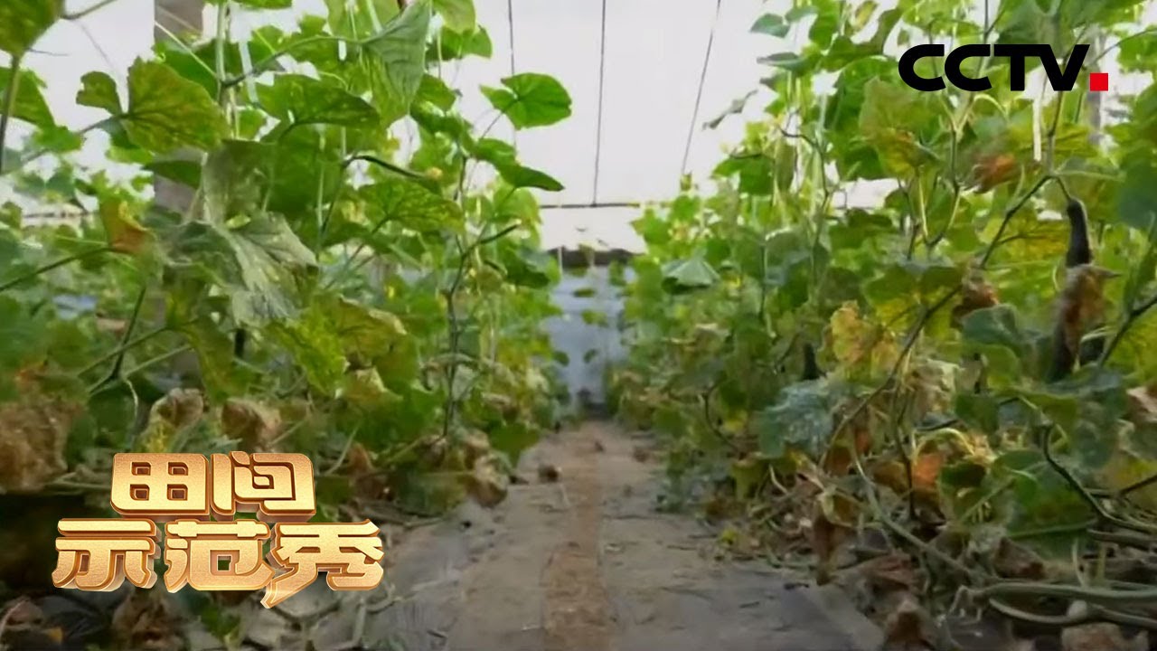 《田间示范秀》转变思路种黄瓜 成功增产有高招 20200528 | CCTV农业
