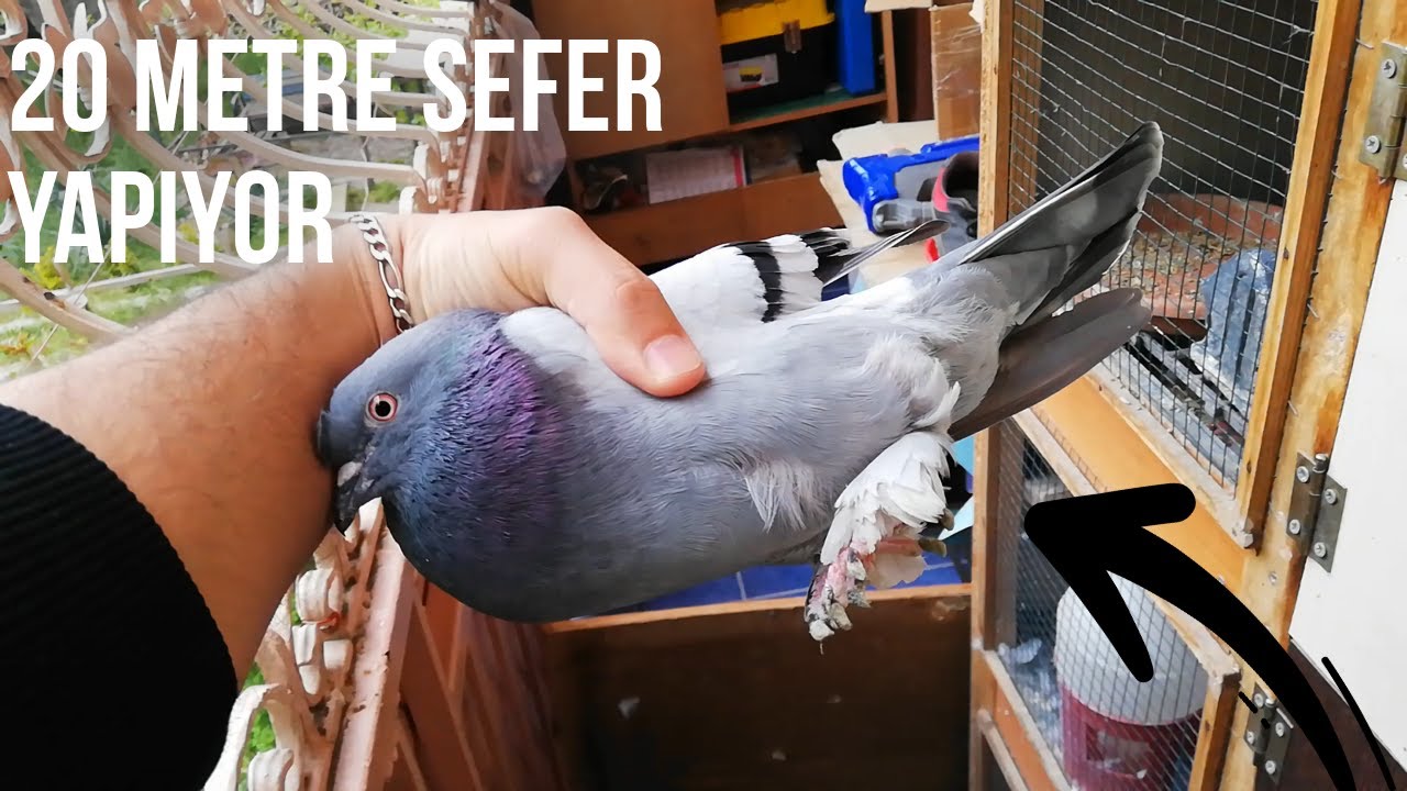 Efsane Seferli Kaçak Güvercin Yakaladım Bu Sefer İndi