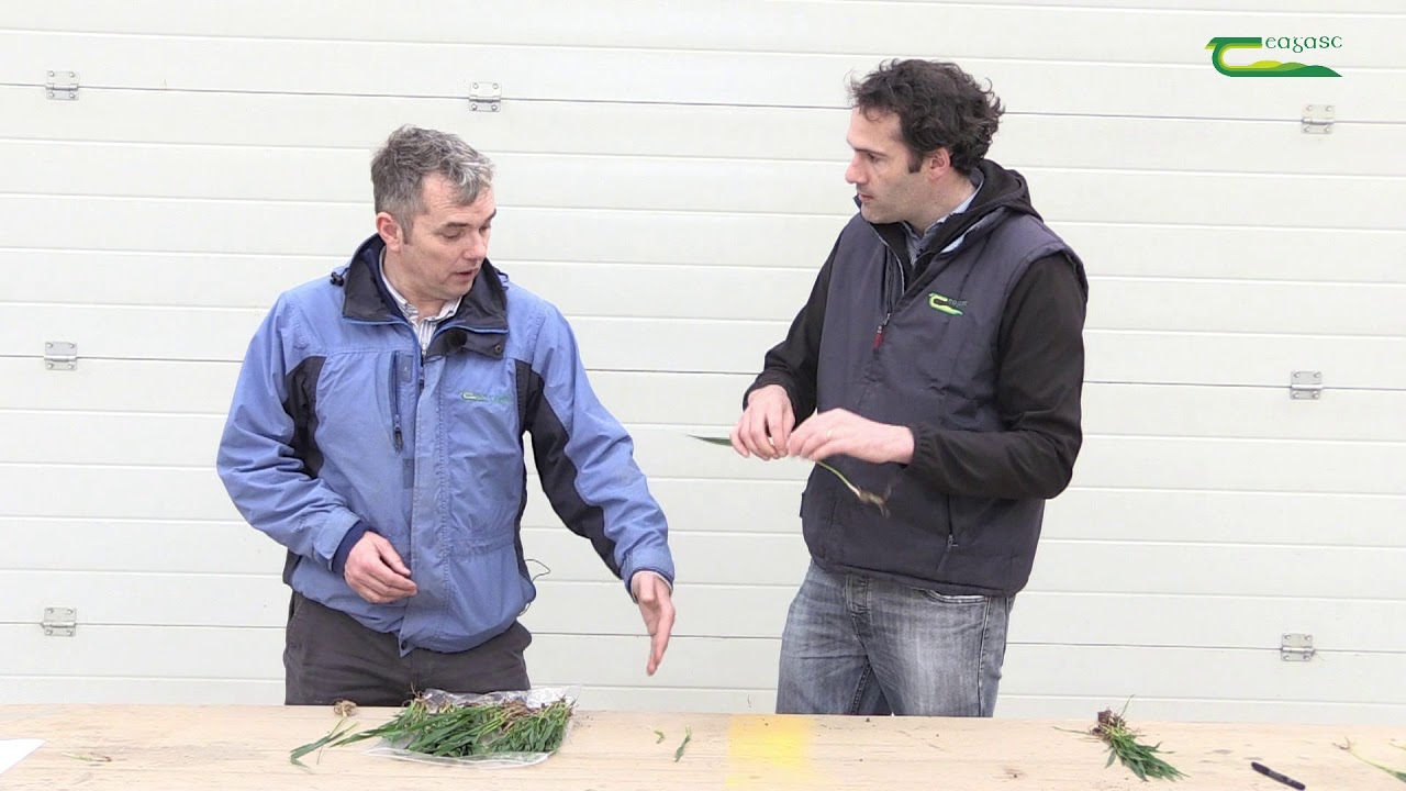 The importance of identifying leaf 3 for septoria control  in winter wheat