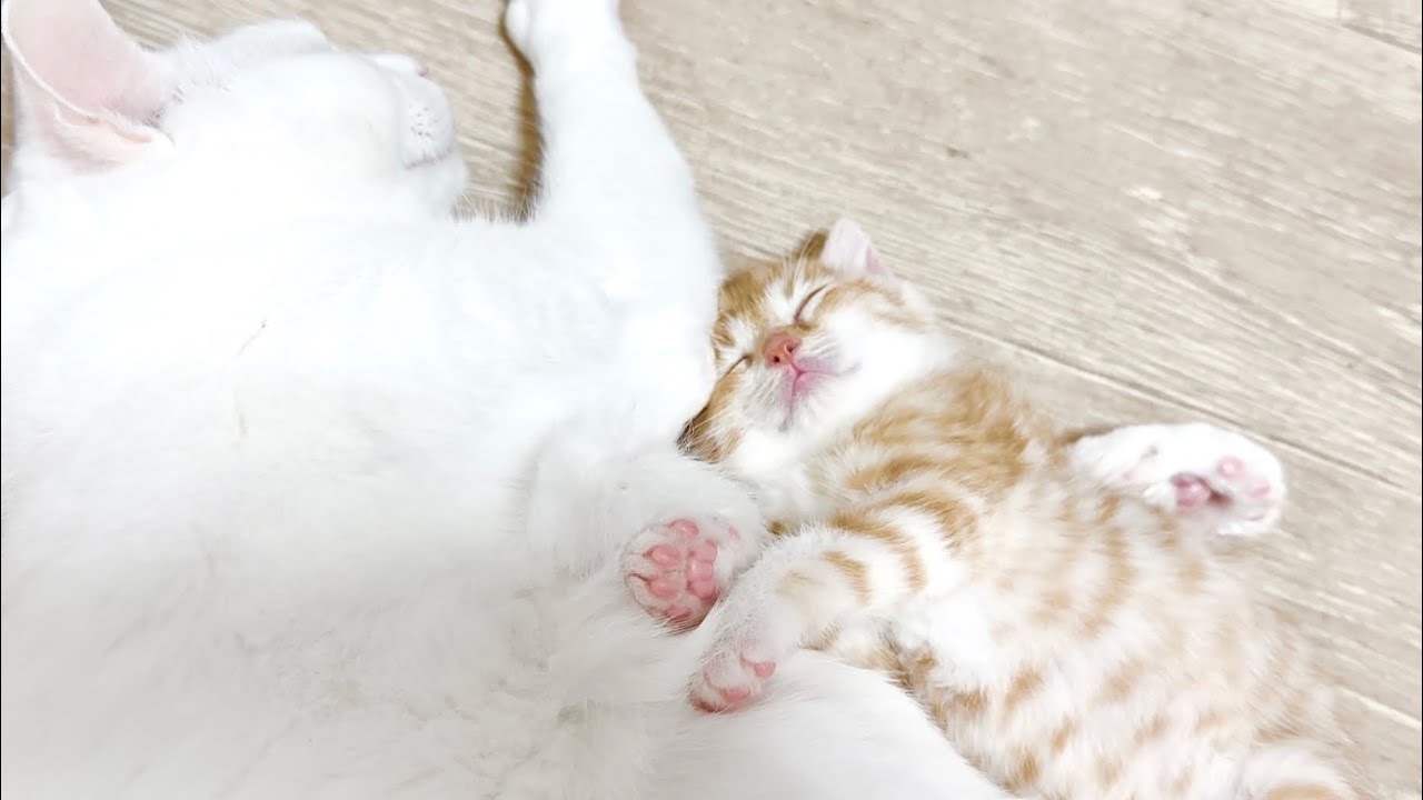 先住猫に腕枕されて眠る子猫【かぐ告兄妹日記#17】Kitten sleeping in the arms of an older cat.