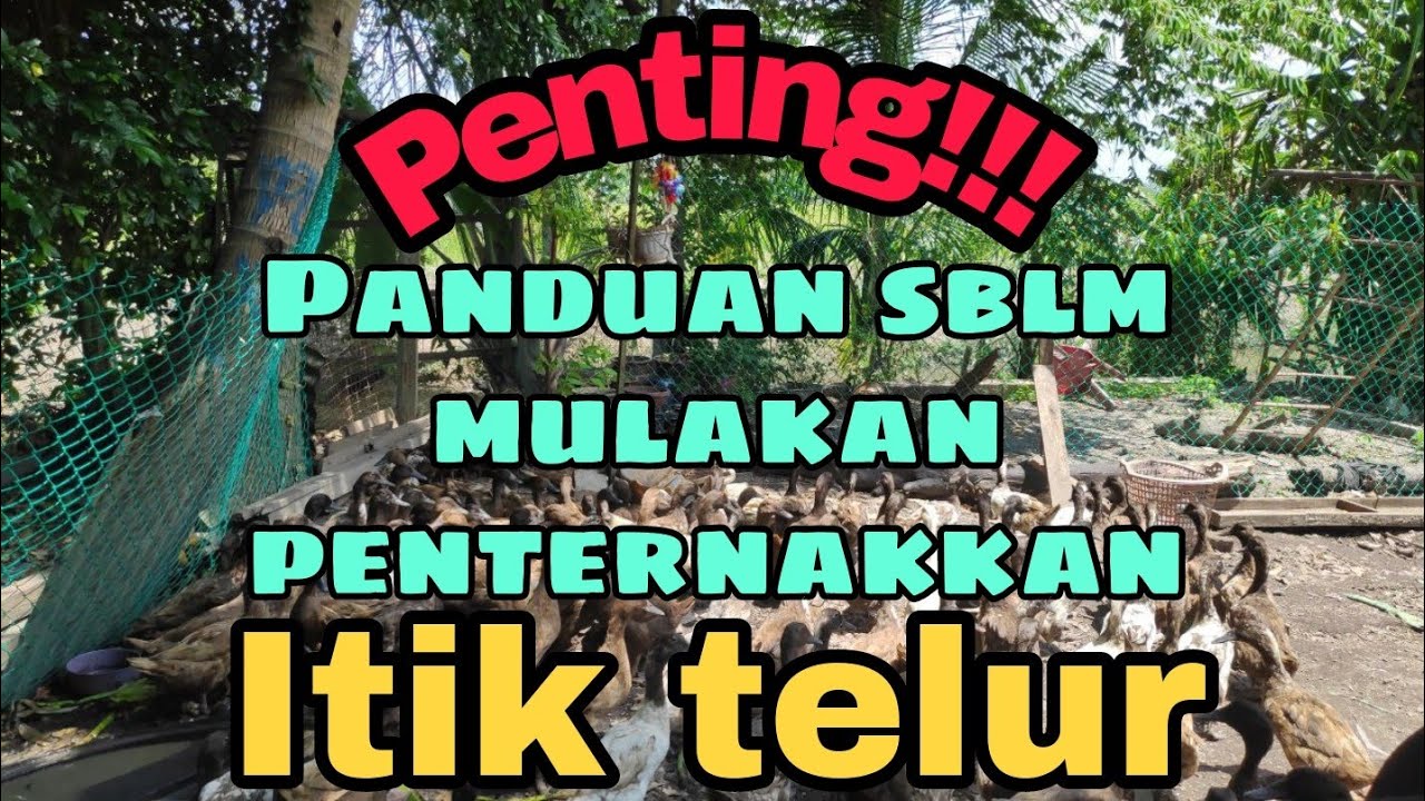 Wajib tahu!!! Tips lengkap utk mulakan penternakkan itik telur !!!