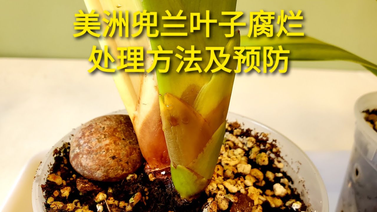 Sophie's Garden 兰花，美洲兜兰叶子腐烂， 处理方法及预防
