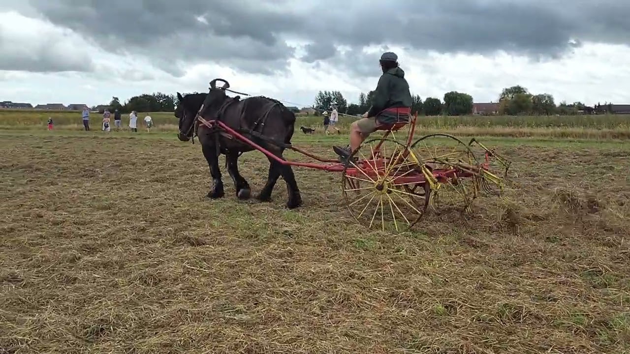 Eeuwige Paardenkracht: Sint-Juliaan in Langemark, 31/08/25  Deel 6