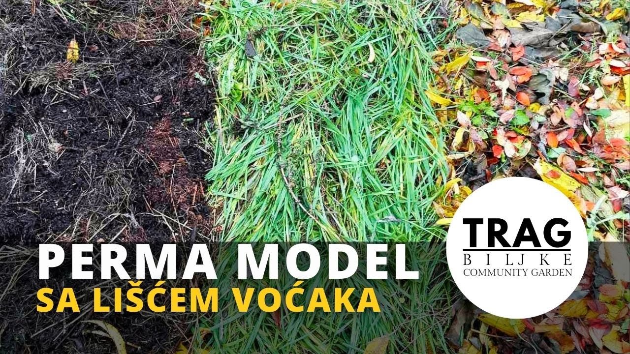 МОДЕЛЬ PERMA С ФРУКТОВЫМИ ЛИСТЬЯМИ (2021) [СЛЕД РАСТЕНИЯ]