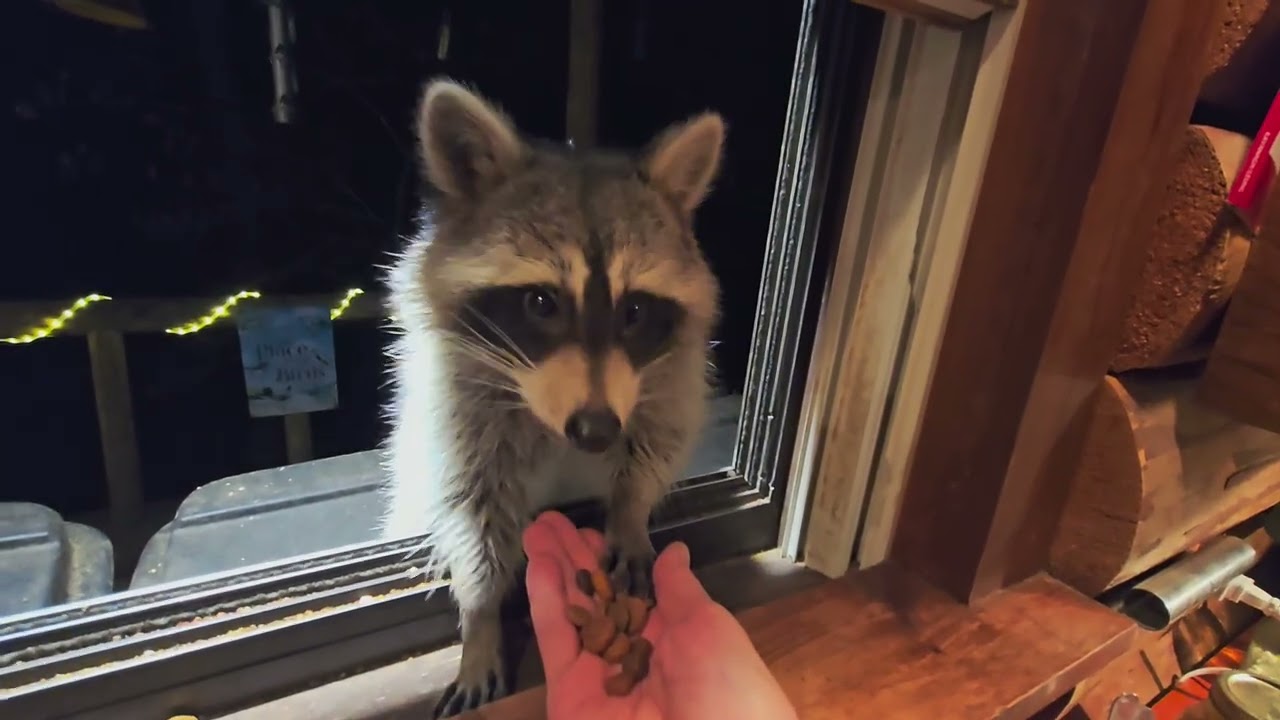 Harry Christmas! 🎄🦝