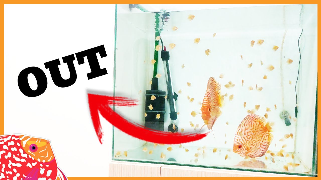 Cuándo separa a los PADRES de los ALEVINES | AQUARIS Peces Disco