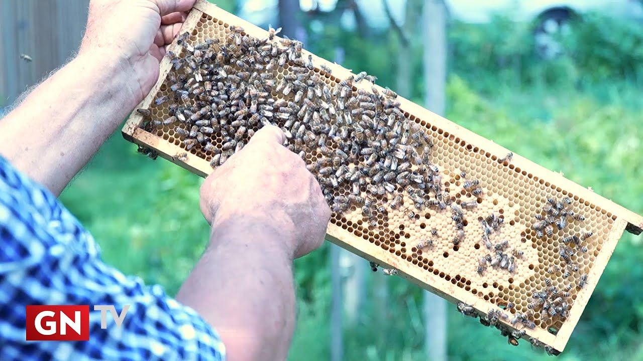 Rugpjūčio pirmą &scaron;e&scaron;tadienį minima bitininkų diena. Kokiomis savybėmis pasižymi geras bitininkas.