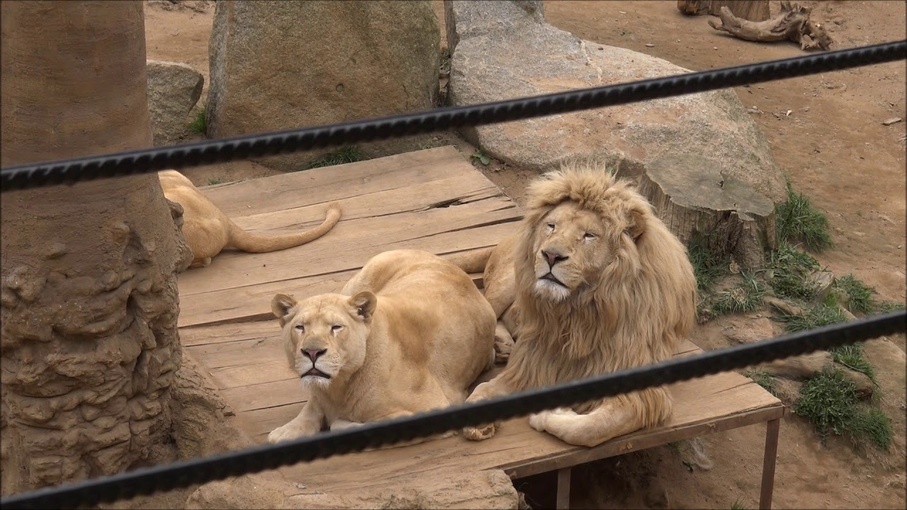 ZOO PLASY