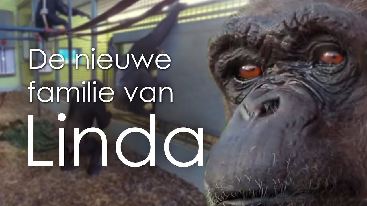 Chimpansee Linda heeft een nieuwe familie - Stichting AAP