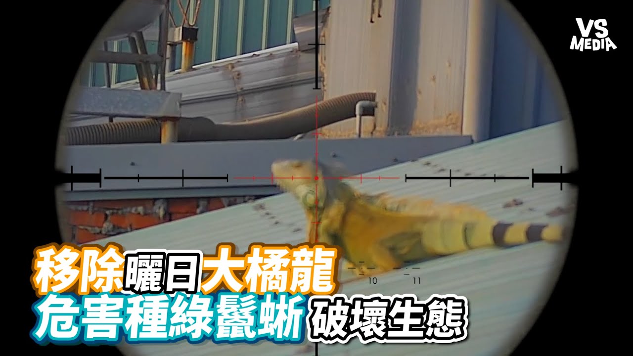 移除曬日大橘龍危害種綠鬣蜥 破壞生態｜VS MEDIAｘ@joby0372