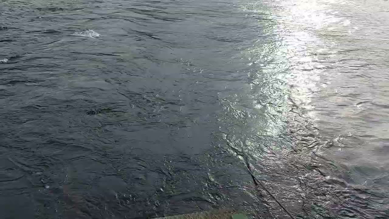 Cable ferry in Lake Nisser, Nissedal municipality, Telemark county