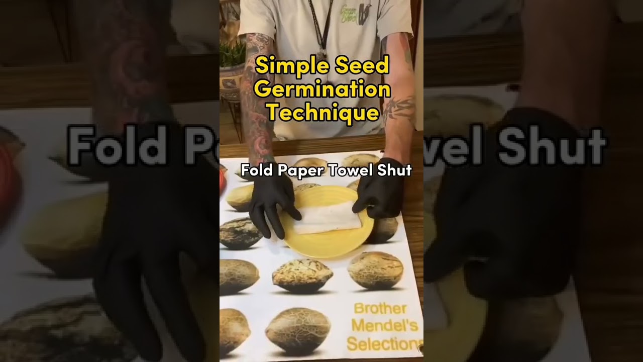 Simple Seed Germination Technique #growers #plantsoverpills #germinatingseeds