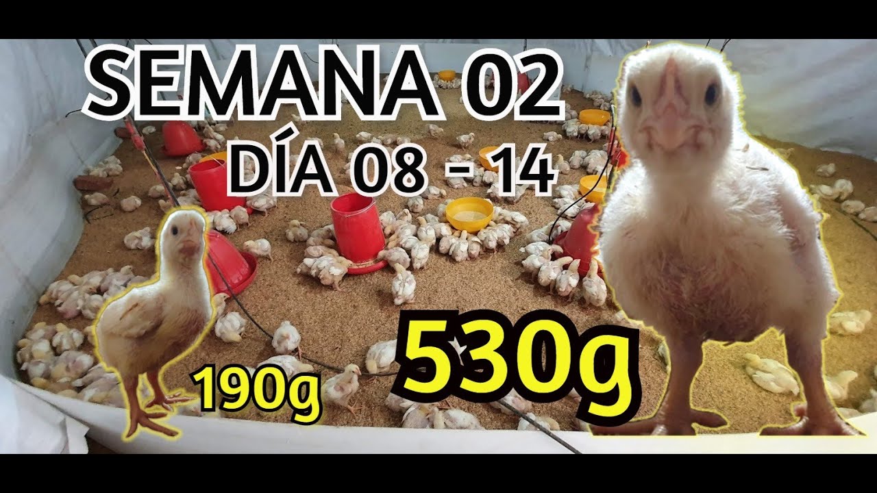 Crianza de Pollo Cobb 500. Semana # 02 (2 / 7)