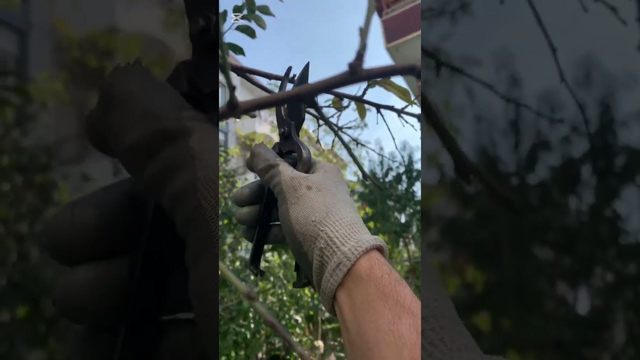 Erikte kış budaması; pruning plump trees in winter 