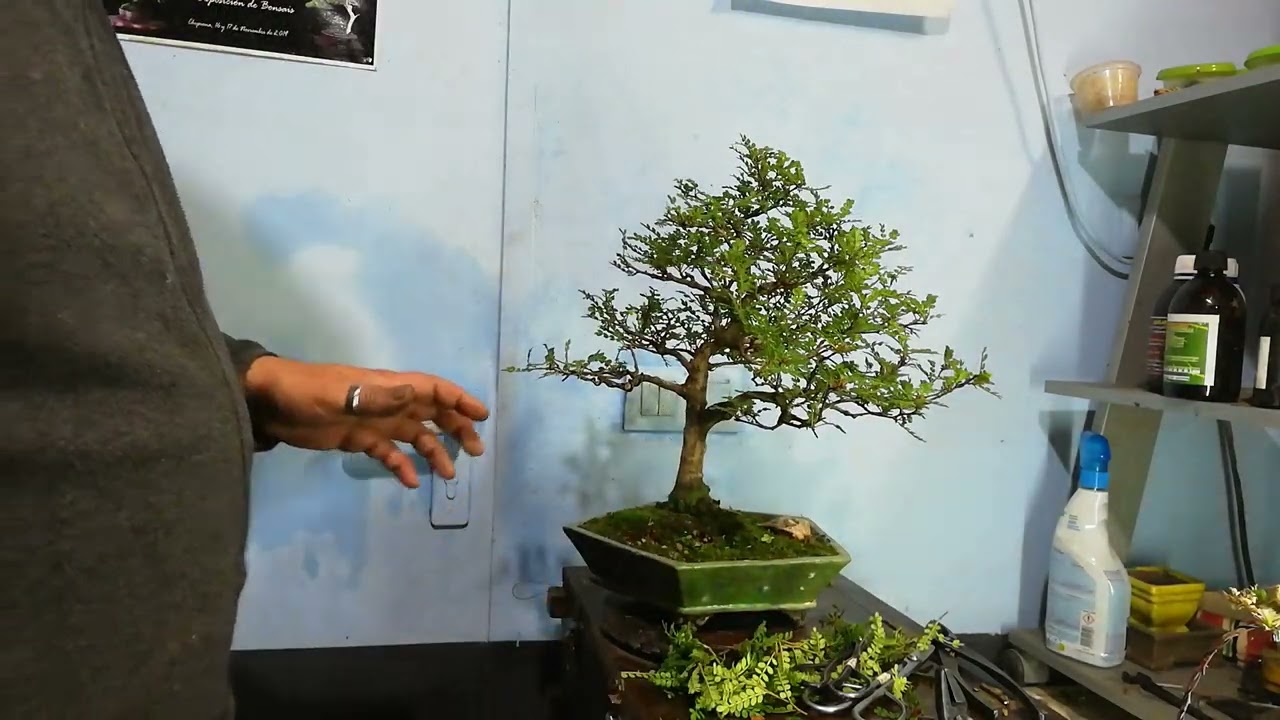 Pinzado Zanthoxylum Piperitum