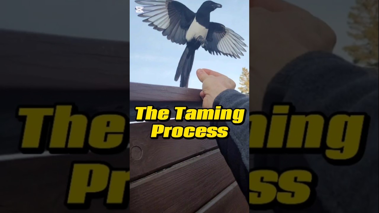 The Magpie Taming Process