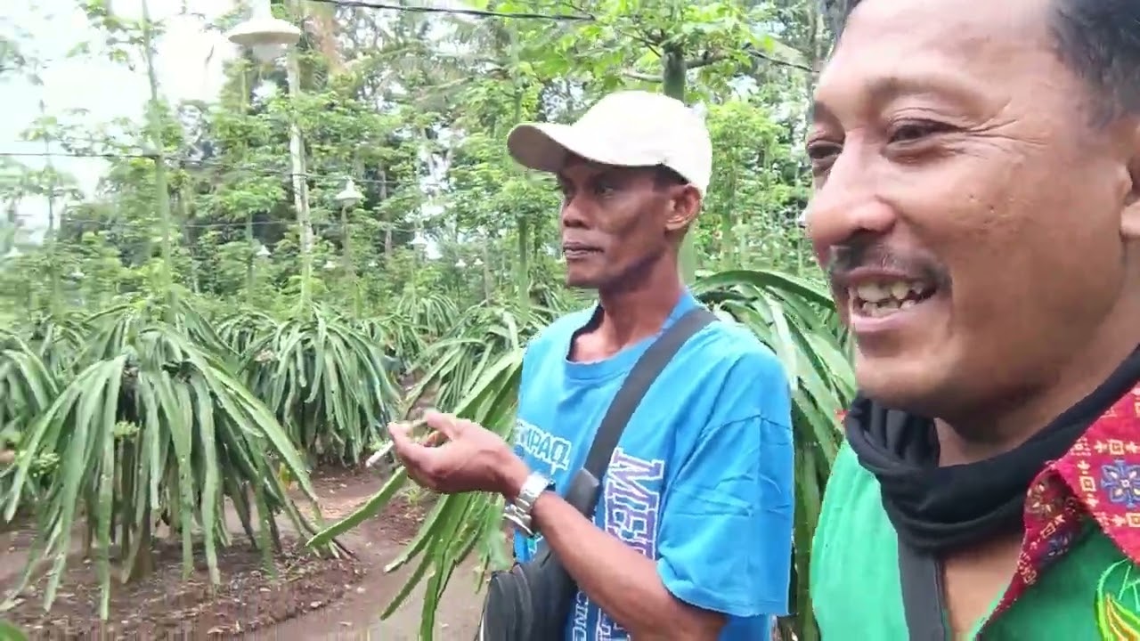 Peninjauan lahan buah naga bapak sukimin lampung timur