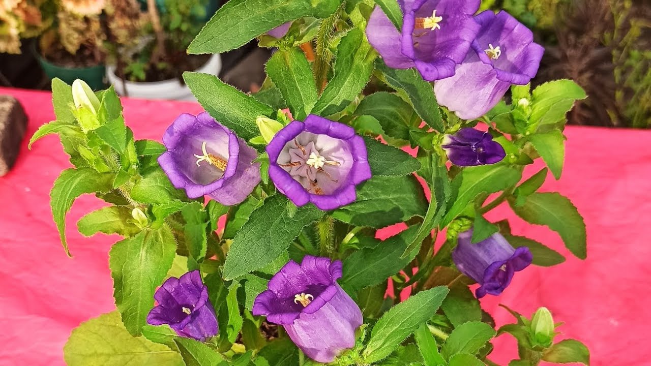 Cómo cuidar la Campanula /pucheritos/farolillos.eloasisdesonia