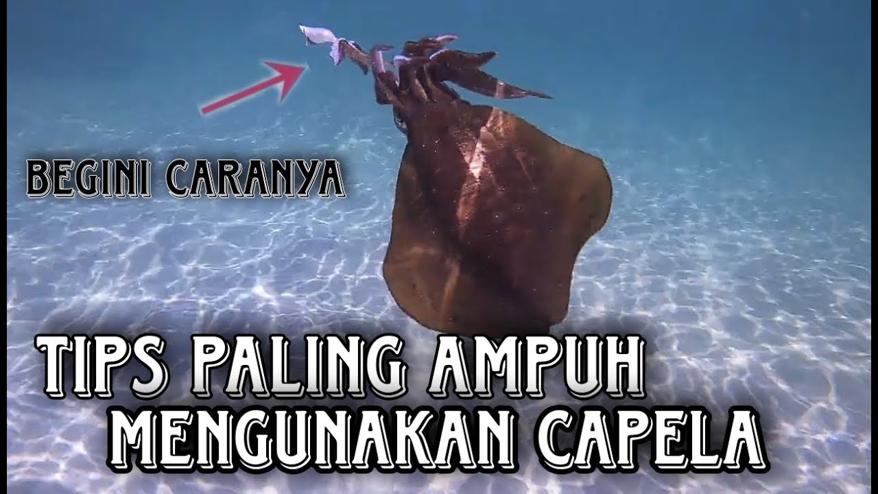 TIPS PALING AMPUH MANCING CUMI-CUMI MENGGUNAKAN KAPELA/EGI