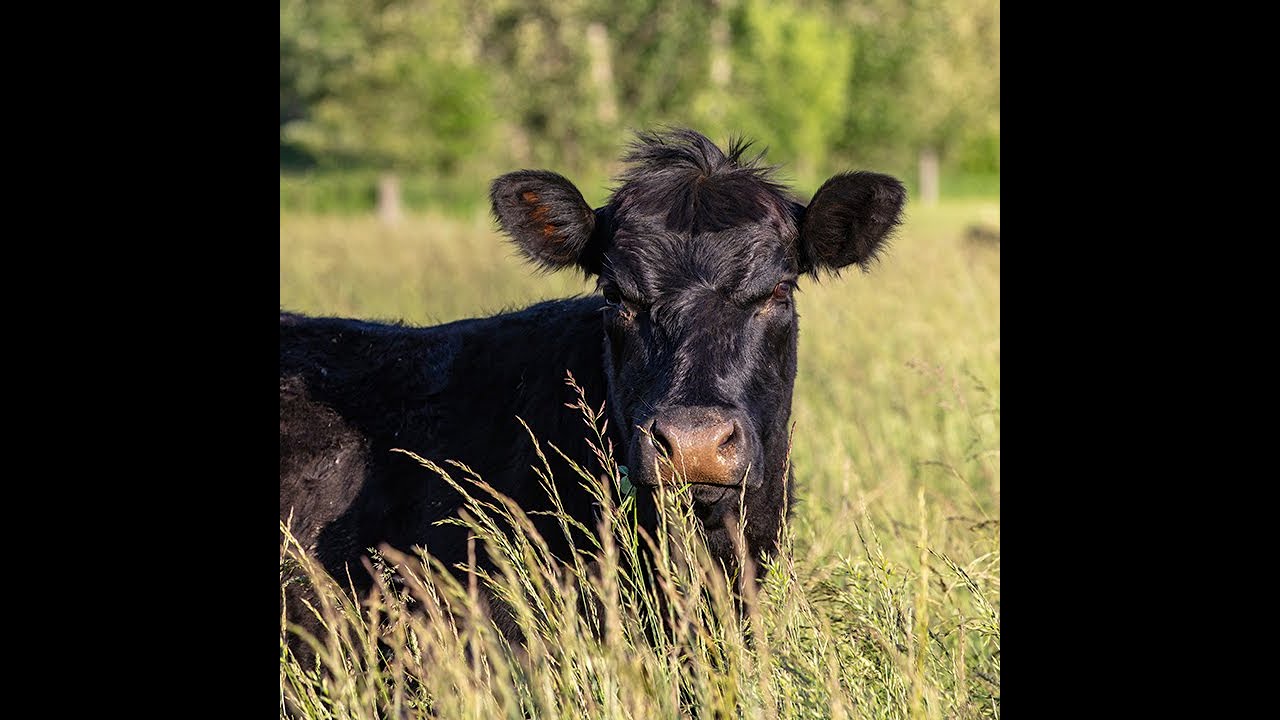 Gabe Brown | Don&rsquo;t Blame the Cow, The Problem Is the How