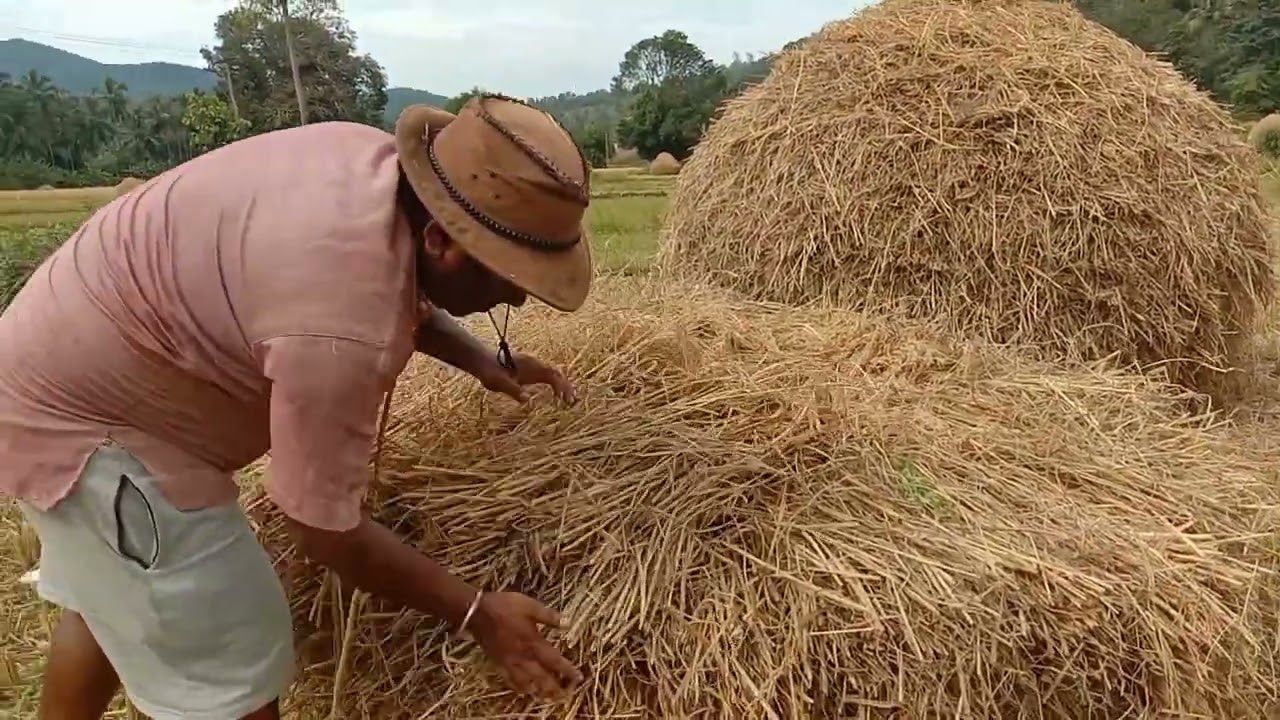 traditional farming of Goa..paddy harvesting