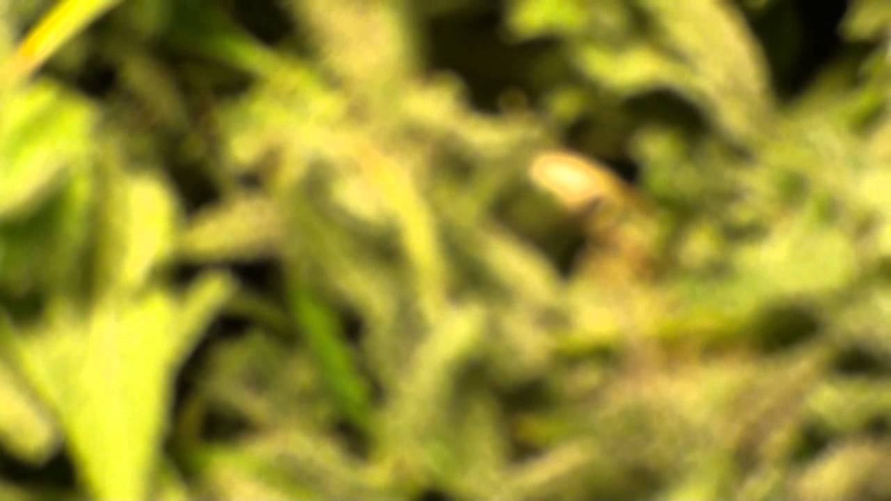 Fire Alien Romulan Harvest