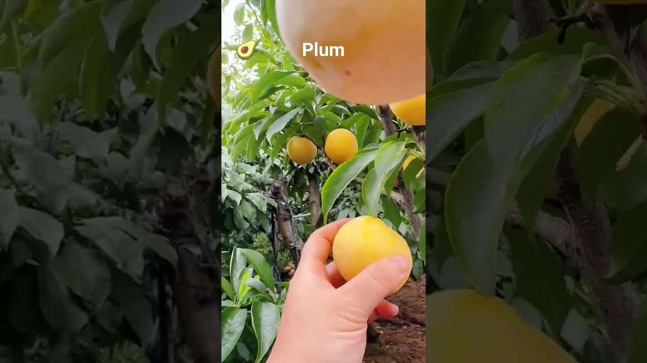 September Golden Plum🍐 #youtubeshorts #trendingshorts #fruitcutting #fruits #