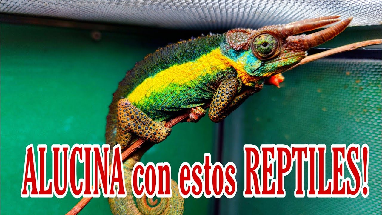 CAMALEONES DE MONTAÑA!!! Los auténticos RINOCERONTES del mundo Reptil!🦖🦖🦖